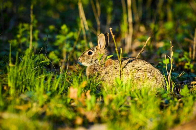 A rabbit listens between nibbles in the Grady Kettle Hole Forest at the UW–Madison Arboretum