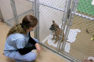 UW Veterinary Care employee Kate Hopfensperger pauses to visit with a puppy while cleaning kennels