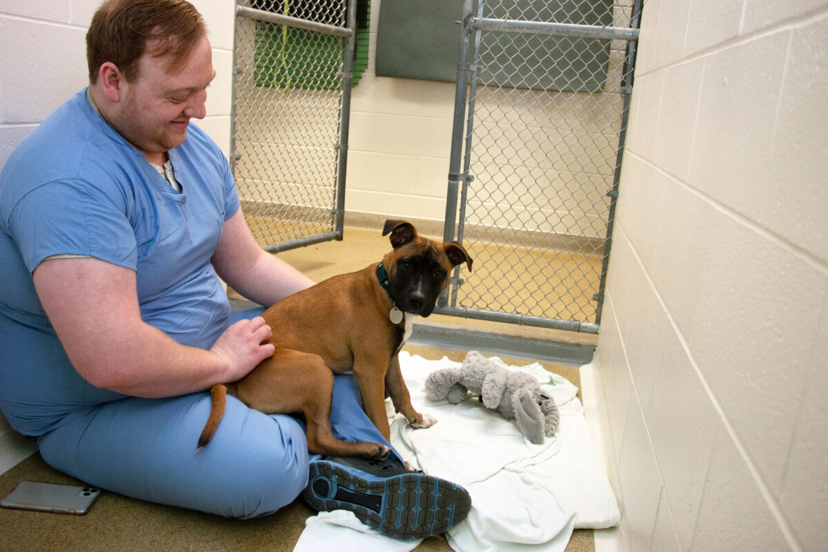 UW Veterinary Care kennel manager Jacob Jankowski pauses for a moment amidst his duties in the hospital to greet a puppy in a kennel run
