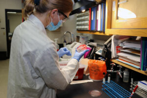 Medical laboratory scientist Sarah Miller selects bacteria for an antimicrobial susceptibility test
