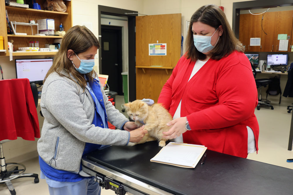 Leah Krawczyk, right, and certified veterinary technician Jennifer Borgen, left, tend to Prim, a UW Veterinary Care oncology patient