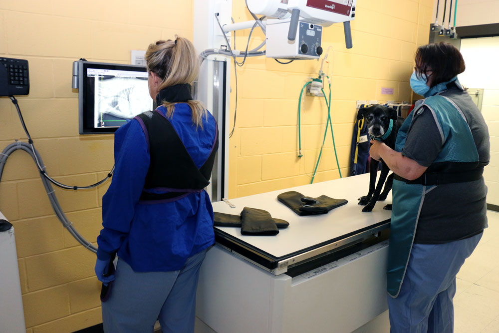 Kimberly Legler, right, holds Isabella, a 15-year-old Boxer mix and UW Veterinary Care patient, following chest radiographs while Shana Stroebel, left, views the images