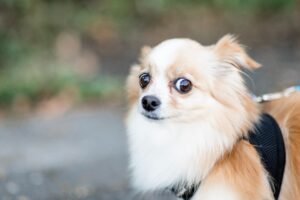 small brown and white dog looking worried