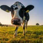 cow in grass pasture