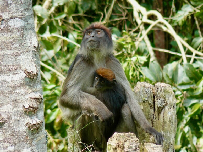 Wild Primate Virus Has Pandemic Potential Should It Jump the