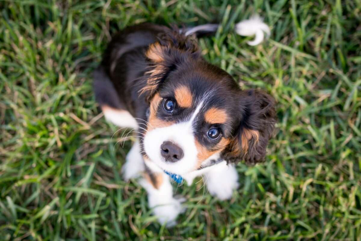spaniel puppy in grass looks up at camera
