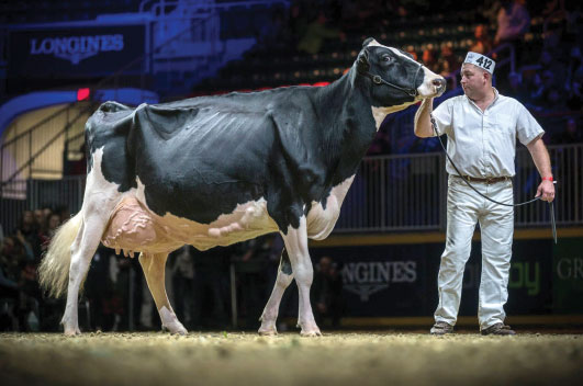 Tom Cull exhibits Subliminal at the American Royal livestock show. Photo credit Bullvine.