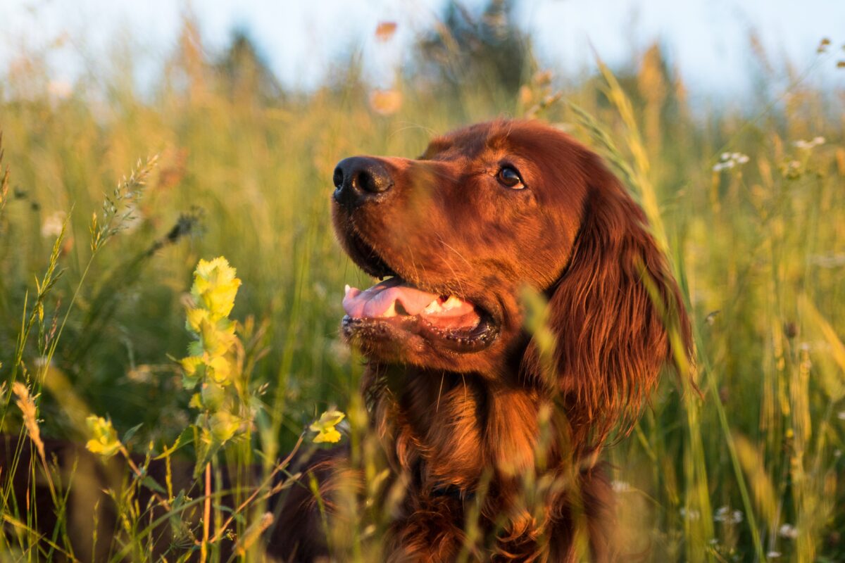 Irish setter dog