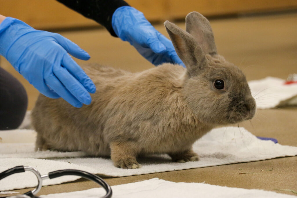 Tiny teeth: Understanding dental health in rabbits, guinea pigs, and ...