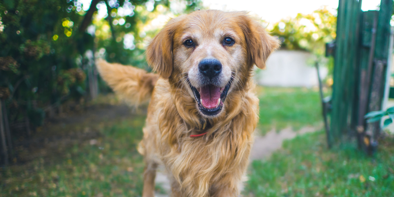 A golden retriever stands on green grass, looking alert and happy in a sunny outdoor setting.